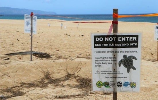 Honu Hope: Hawaiian Green Sea Turtles Experience Uptick in Nesting Amid Human Threats