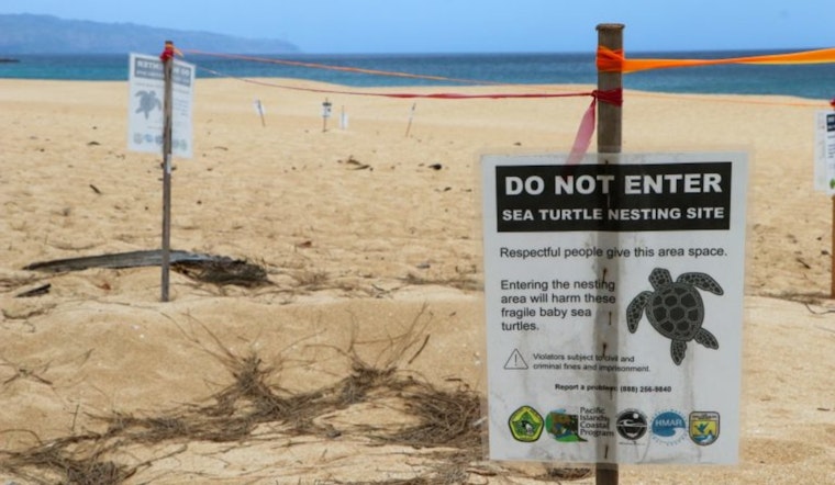 Honu Hope: Hawaiian Green Sea Turtles Experience Uptick in Nesting Amid Human Threats