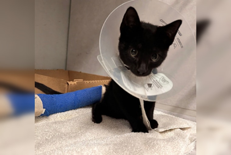 Humble Woman Arrested on Animal Cruelty Charges After Allegedly Running Over Kitten