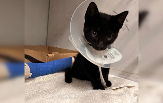 Humble Woman Arrested on Animal Cruelty Charges After Allegedly Running Over Kitten