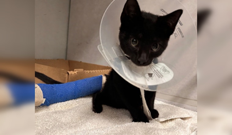 Humble Woman Arrested on Animal Cruelty Charges After Allegedly Running Over Kitten