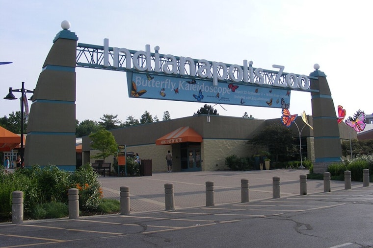 Indianapolis Zoo Mourns the Loss of Winston, Cherished Chimpanzee, at 38