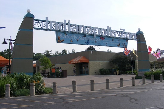 Indianapolis Zoo Mourns the Loss of Winston, Cherished Chimpanzee, at 38