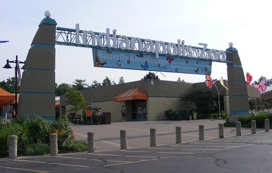 Indianapolis Zoo Mourns the Loss of Winston, Cherished Chimpanzee, at 38