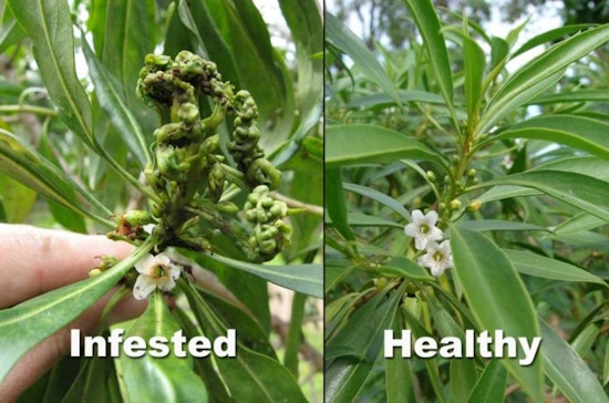 Invasive Myoporum Thrips Threaten Kauaʻi's Naio Plants, Agencies Mobilize for Containment