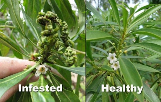 Invasive Myoporum Thrips Threaten Kauaʻi's Naio Plants, Agencies Mobilize for Containment