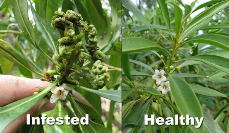 Invasive Myoporum Thrips Threaten Kauaʻi's Naio Plants, Agencies Mobilize for Containment