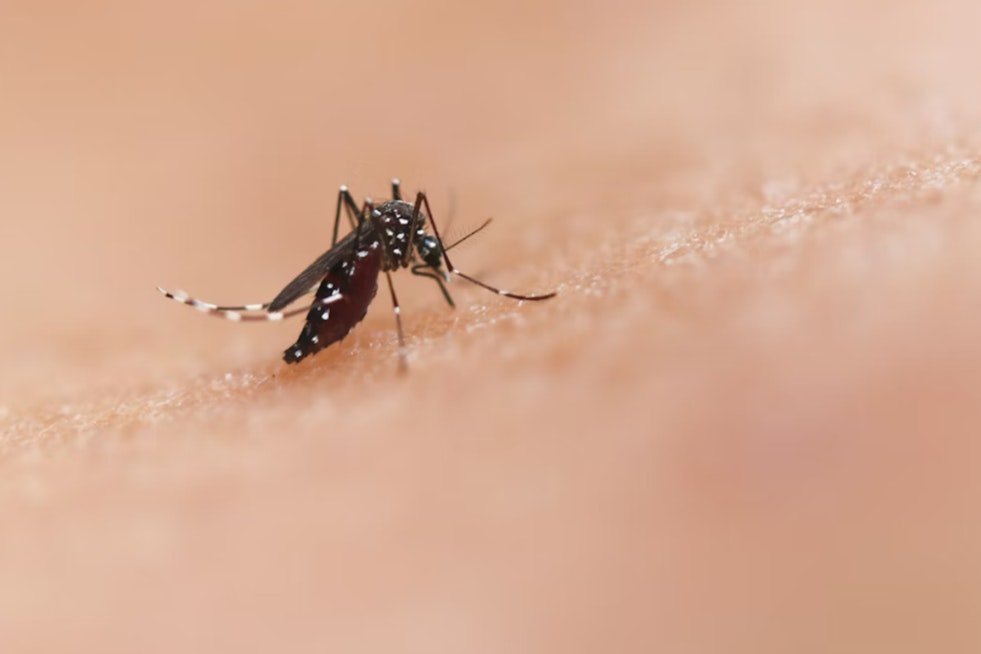 Investigation Underway into First Potential Locally Acquired Malaria Case in East Pierce County, Washington