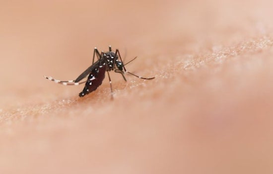 Investigation Underway into First Potential Locally Acquired Malaria Case in East Pierce County, Washington