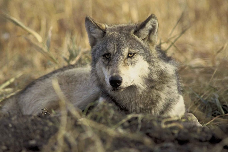 Isle Royale's Safety Concerns as Wolf Euthanized for Habituation to Human Food