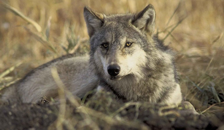 Isle Royale's Safety Concerns as Wolf Euthanized for Habituation to Human Food