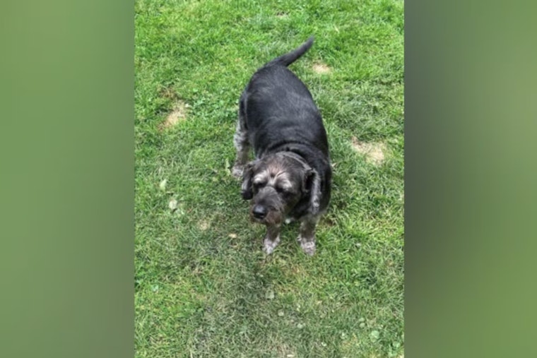 Kenneth Crider Sentenced to up to Ten Years for Veteran's Car Theft and High-Speed Chase, Elderly Veteran's Dog Lucky Remains Missing