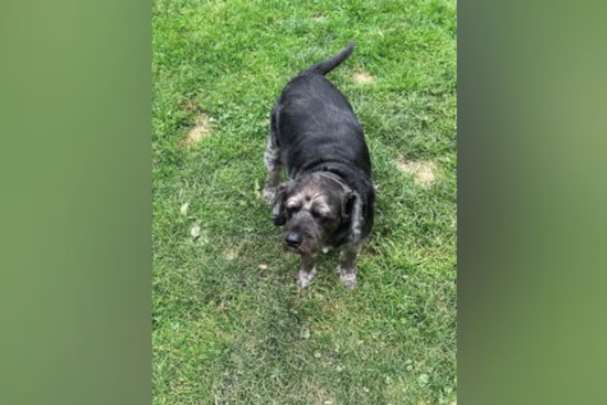 Kenneth Crider Sentenced to up to Ten Years for Veteran's Car Theft and High-Speed Chase, Elderly Veteran's Dog Lucky Remains Missing