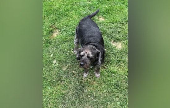 Kenneth Crider Sentenced to up to Ten Years for Veteran's Car Theft and High-Speed Chase, Elderly Veteran's Dog Lucky Remains Missing