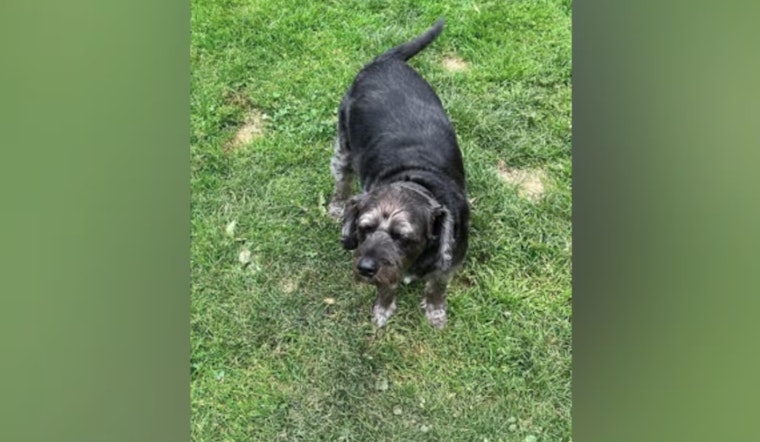 Kenneth Crider Sentenced to up to Ten Years for Veteran's Car Theft and High-Speed Chase, Elderly Veteran's Dog Lucky Remains Missing