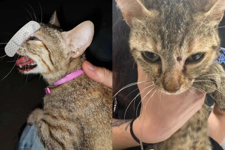 Kerrville Police Investigate Pellet Gun Shooting of Cat, Suspect Faces Felony Charge Upon Apprehension