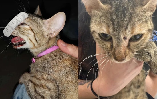 Kerrville Police Investigate Pellet Gun Shooting of Cat, Suspect Faces Felony Charge Upon Apprehension