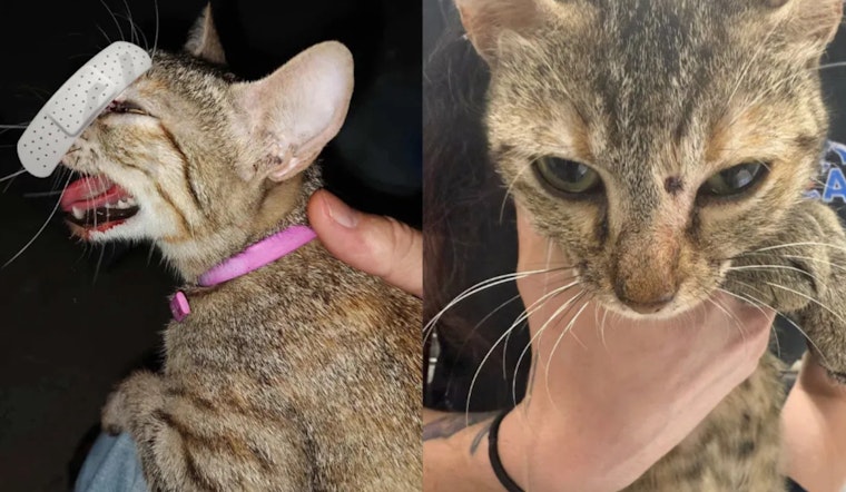 Kerrville Police Investigate Pellet Gun Shooting of Cat, Suspect Faces Felony Charge Upon Apprehension