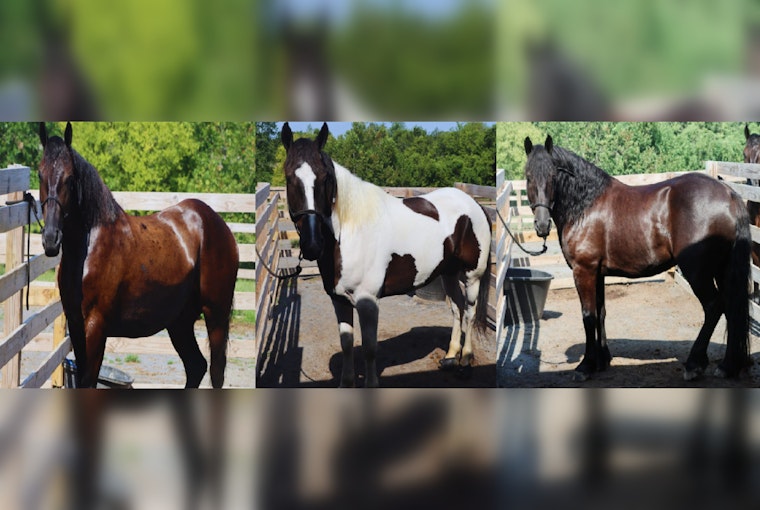 Knoxville Community Invited to Name New Equine Members of Police Mounted Patrol