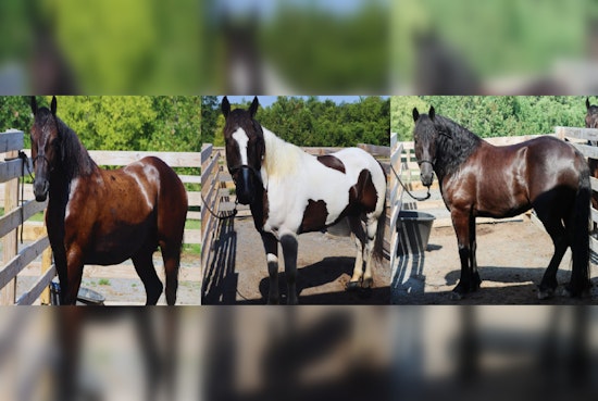 Knoxville Community Invited to Name New Equine Members of Police Mounted Patrol