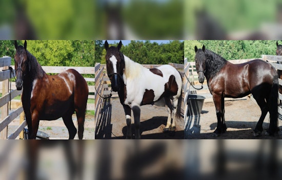 Knoxville Community Invited to Name New Equine Members of Police Mounted Patrol