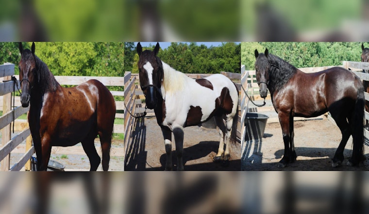 Knoxville Community Invited to Name New Equine Members of Police Mounted Patrol