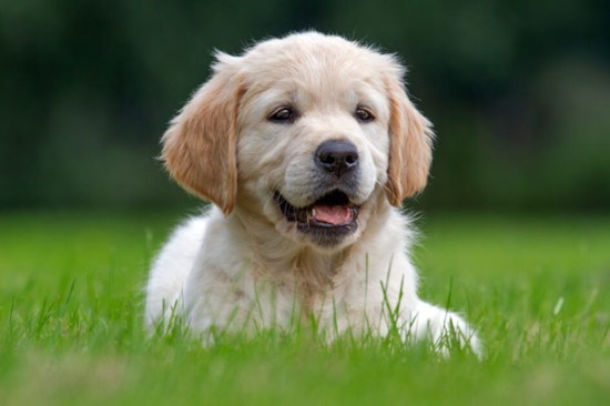 Lancaster Dogs at Risk as Distemper Virus Outbreak Strikes Local Animal Care Center