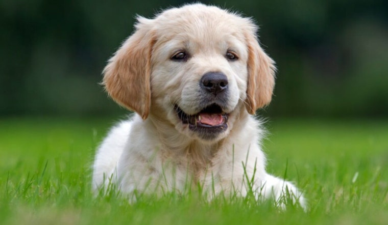 Lancaster Dogs at Risk as Distemper Virus Outbreak Strikes Local Animal Care Center