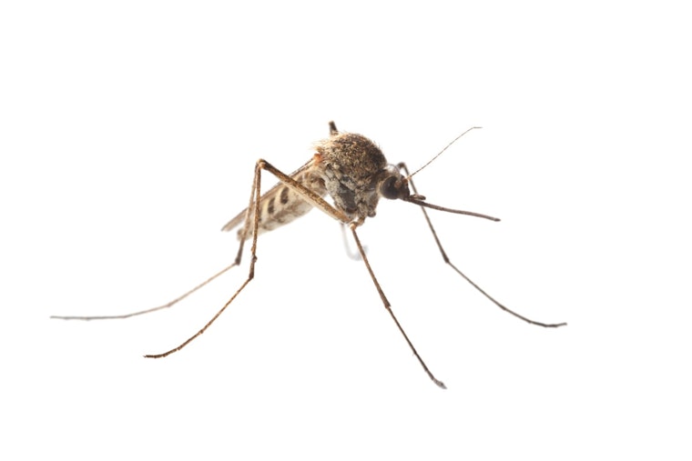 Larimer County Resident Succumbs to West Nile Virus Complications in Fort Collins