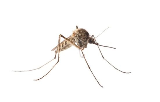 Larimer County Resident Succumbs to West Nile Virus Complications in Fort Collins