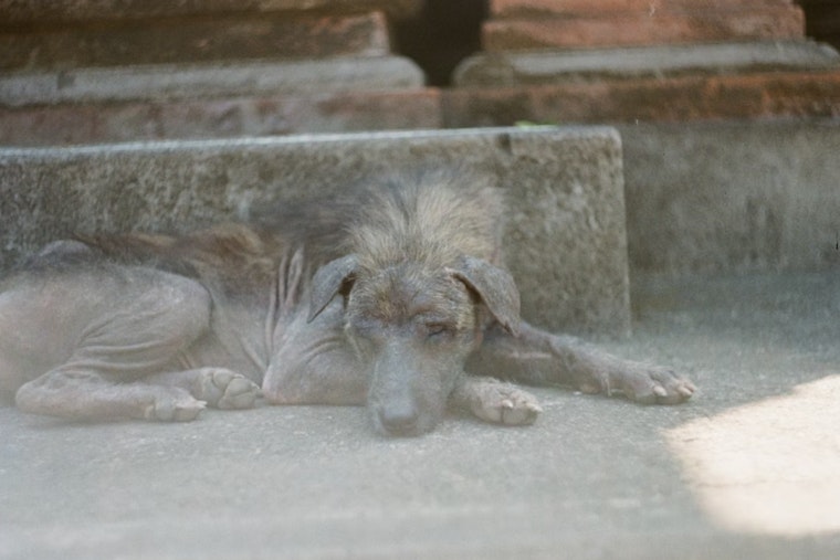 Las Vegas Dog Abandonment Cases Spike 34% During Record Heat Wave