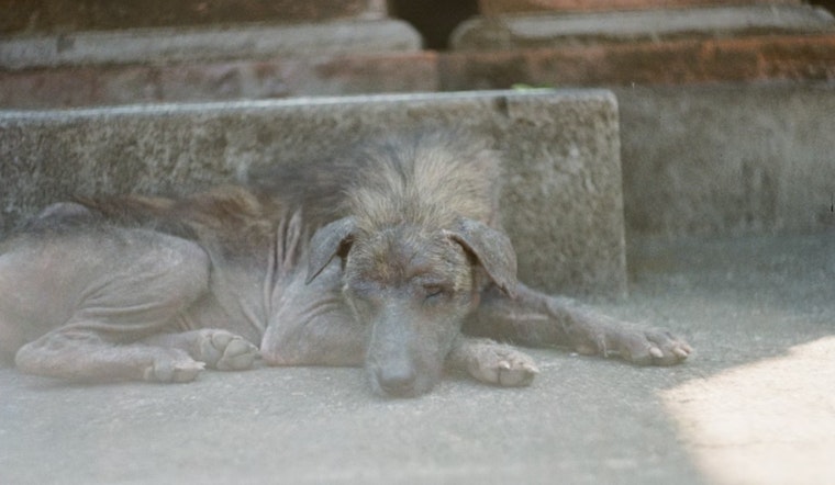 Las Vegas Dog Abandonment Cases Spike 34% During Record Heat Wave