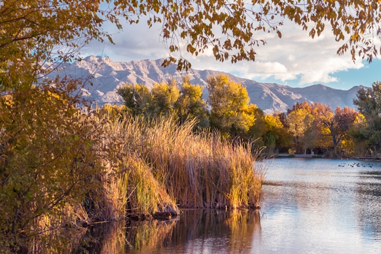 Las Vegas Invites Families to Become Citizen Scientists at the Parks for Pollinators BioBlitz Event