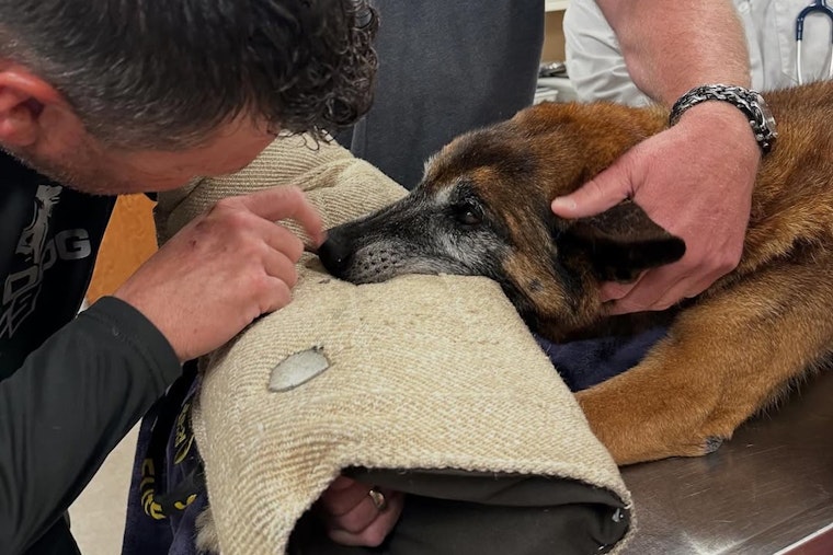 Las Vegas PD Mourns the Loss of Valiant Retired K9 Officer Hunter at Age 14