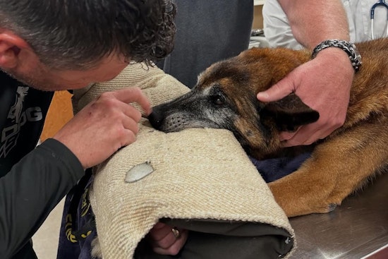 Las Vegas PD Mourns the Loss of Valiant Retired K9 Officer Hunter at Age 14