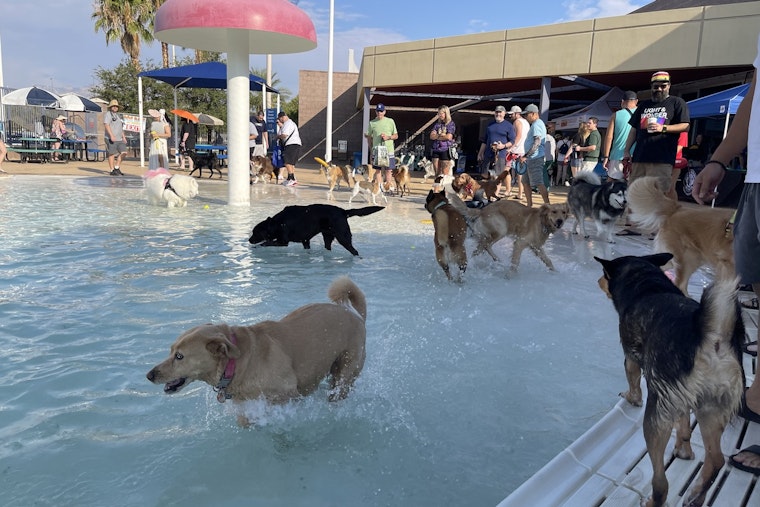 Las Vegas to Host 20th Annual Dog Daze of Summer at Desert Breeze Aquatic Facility