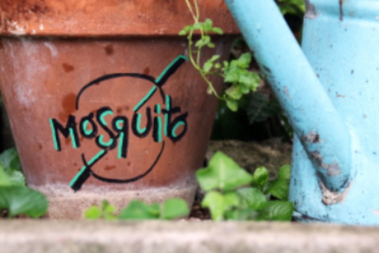 Lewisville Offers Free Mosquito Dunks to Residents for Eco-Friendly Pest Control
