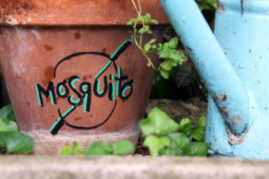 Lewisville Offers Free Mosquito Dunks to Residents for Eco-Friendly Pest Control