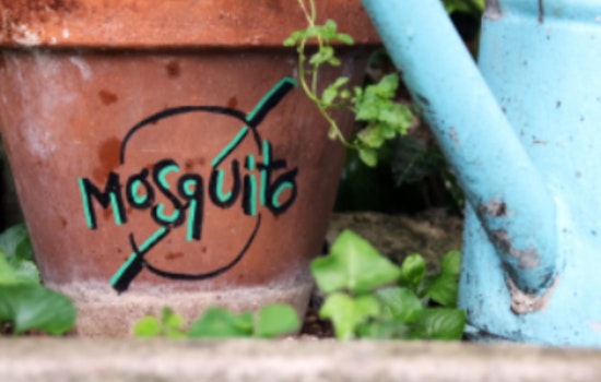 Lewisville Offers Free Mosquito Dunks to Residents for Eco-Friendly Pest Control