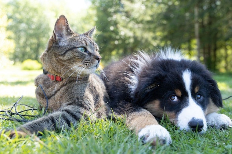 Lincoln County Reports Eighth Rabies Case This Year After Skunk Encounter