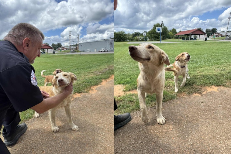 Livingston Police Seek Owners of Roaming Canines Near City Ballpark to Enforce Leash Law
