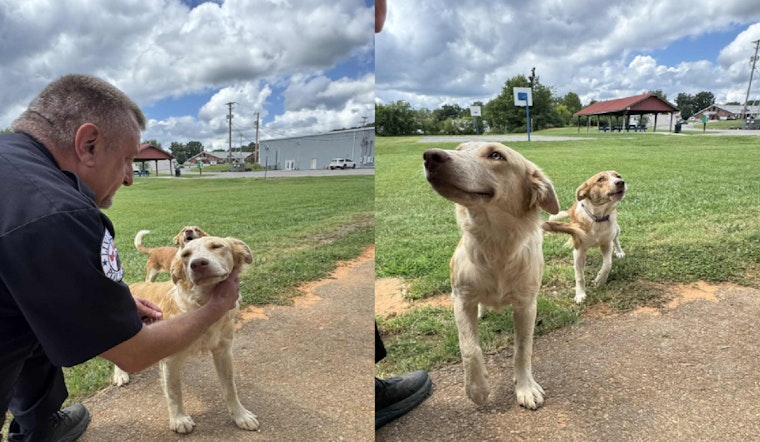 Livingston Police Seek Owners of Roaming Canines Near City Ballpark to Enforce Leash Law