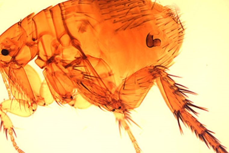 Long Beach Faces Rise in Flea-Borne Typhus Cases, Health Department Urges Precautionary Measures