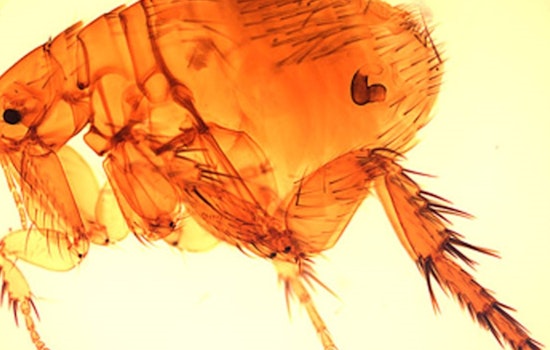Long Beach Faces Rise in Flea-Borne Typhus Cases, Health Department Urges Precautionary Measures