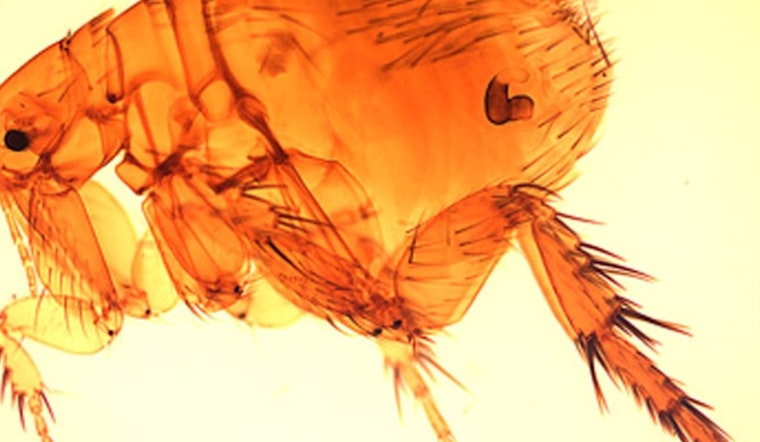 Long Beach Faces Rise in Flea-Borne Typhus Cases, Health Department Urges Precautionary Measures
