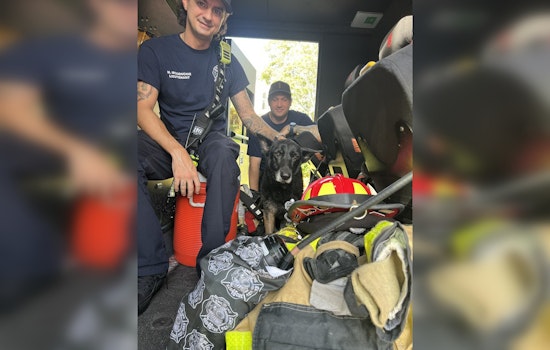 Lost for 5 Years, Bella the German Shepherd Rescued from Fort Lauderdale Canal and Reunited With Family in Central Florida