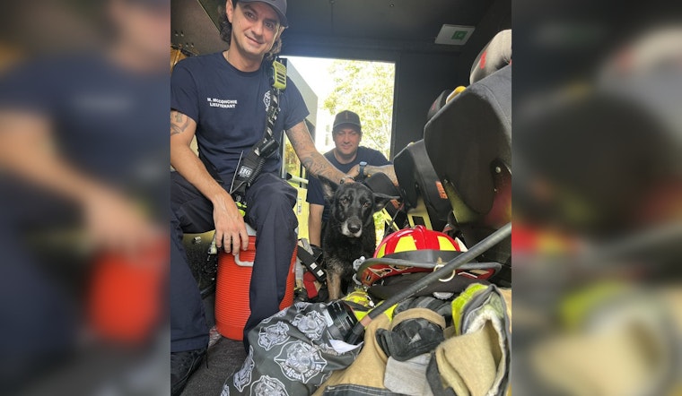Lost for 5 Years, Bella the German Shepherd Rescued from Fort Lauderdale Canal and Reunited With Family in Central Florida