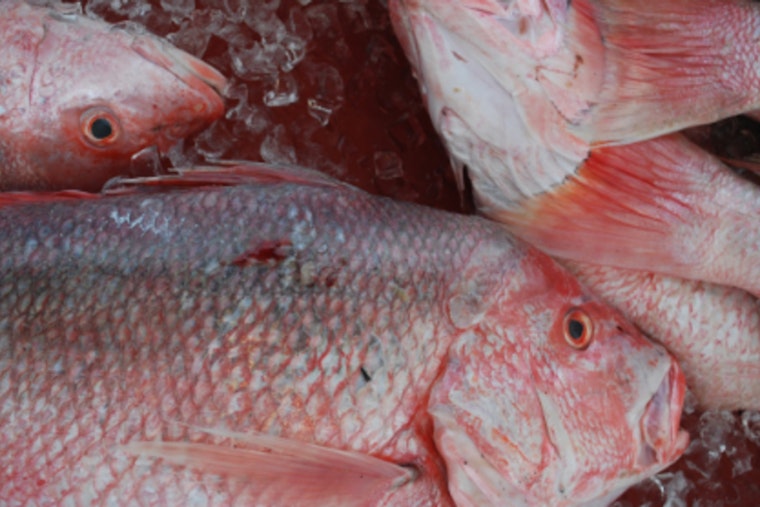 Louisiana Anglers Reach Over Half of Annual Red Snapper Quota by Mid-July