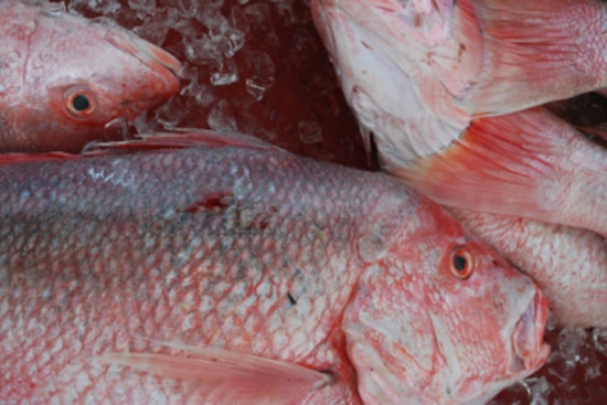 Louisiana Anglers Reach Over Half of Annual Red Snapper Quota by Mid-July