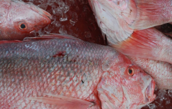 Louisiana Anglers Reach Over Half of Annual Red Snapper Quota by Mid-July
